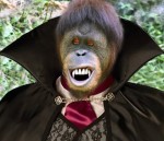 Monkey Avatar